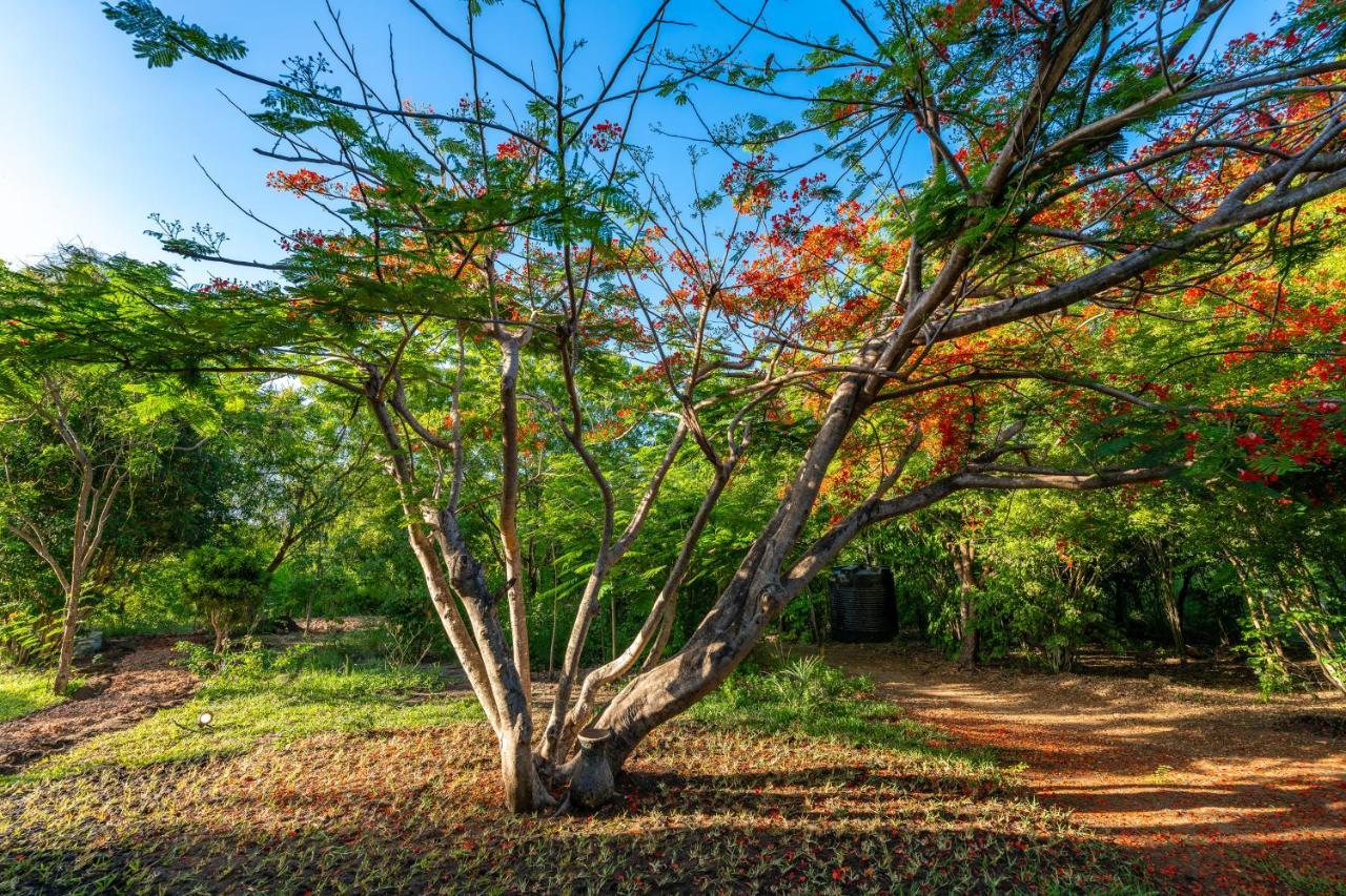 Bed and Breakfast Tombo House Diani Beach Esterno foto
