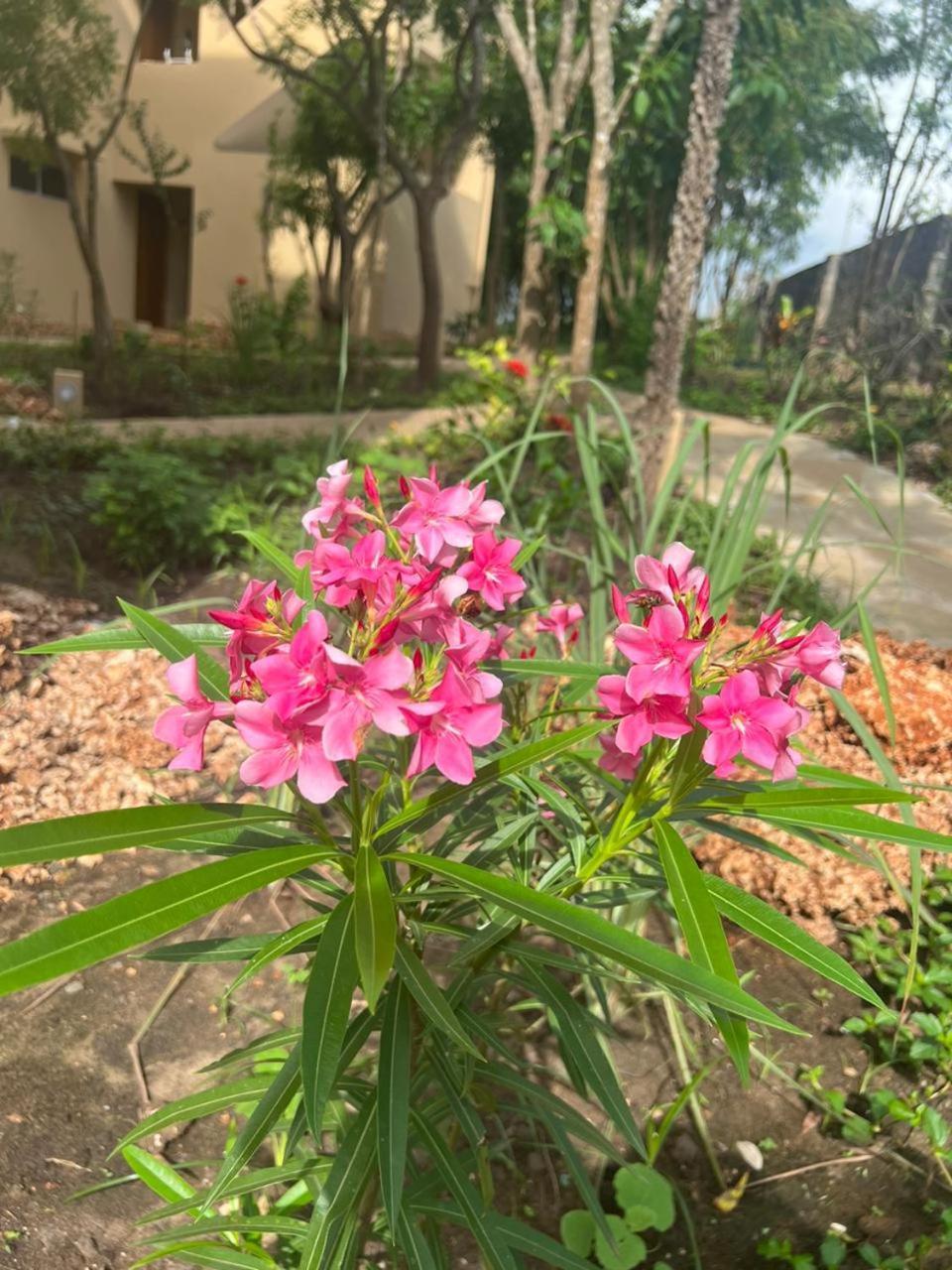 Bed and Breakfast Tombo House Diani Beach Esterno foto